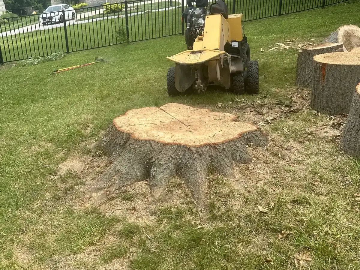 K2 stump grinder parked behind a large freshly cut tree stump in a fenced backyard