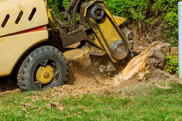 Stump Grinding & Removal